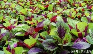 聪明人|聪明人最爱吃这种野菜,可以有补充维生素的作用,好吃还不贵