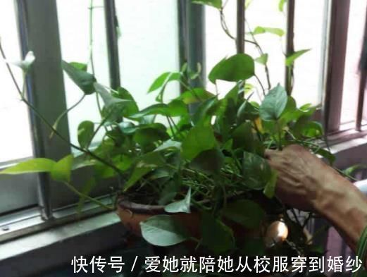 超哥|“玉米棒”还在扔往盆里一塞，等于“促花激素”，花开爆不停