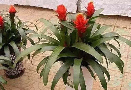 花盆里撒点小苏打，一年不施肥，花儿叶片浓绿不生虫，后悔才看到