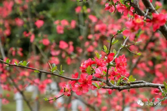 春天|安居春天最美的模样 都藏在这些花海里！