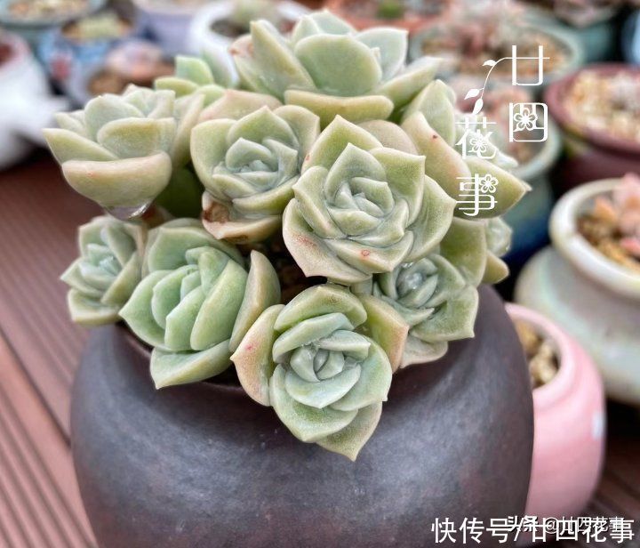 新手养多肉，这事很关键，掌握好事半功倍，但容易被忽略