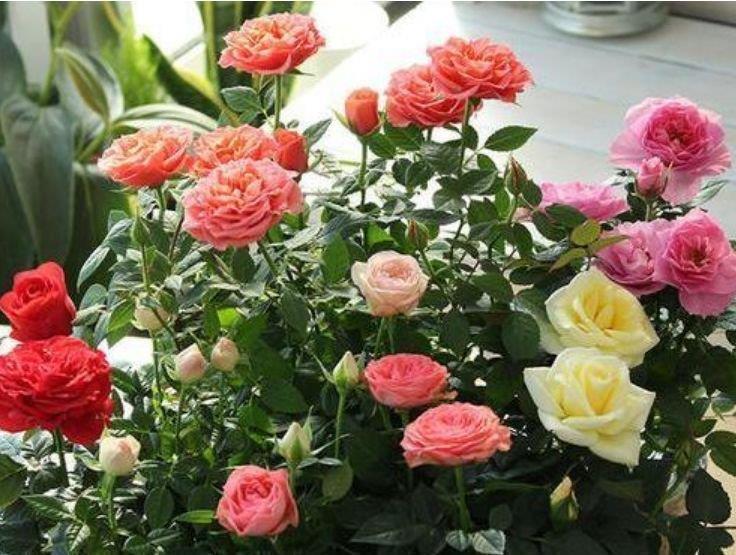 优雅|4种花高贵优雅，看了就让人沉醉，比牡丹美，比绿萝好养