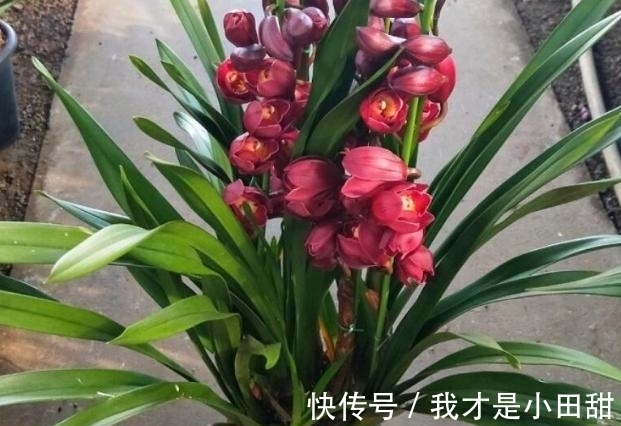 冬日养兰花,做好这些,花香似香水,却比它更安全持久