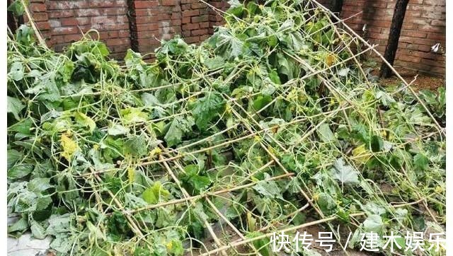 谢霆锋暴雨天给蔬菜打伞,引来6百万人围观,网友:这是什么操作