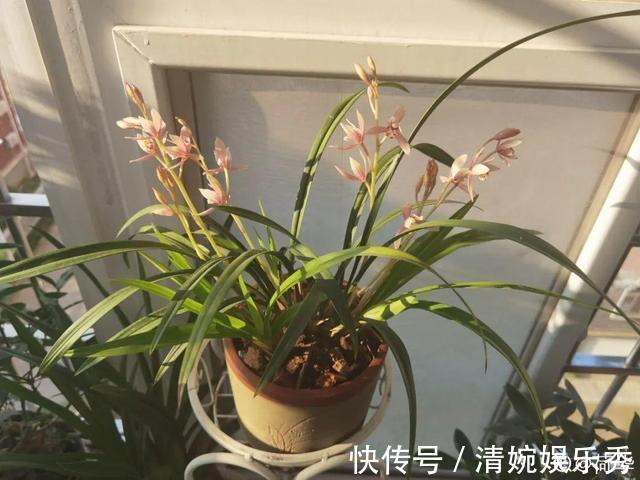 10种“垃圾”不要丢,拿来养花效果好,还能省下一笔钱