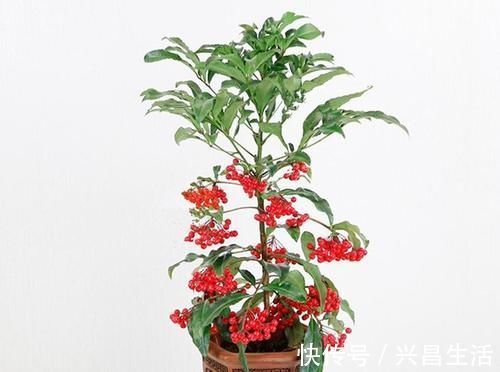 仙客来|8种花一到过年就开花，现在养正是好时候，花开灿烂、寓意吉祥