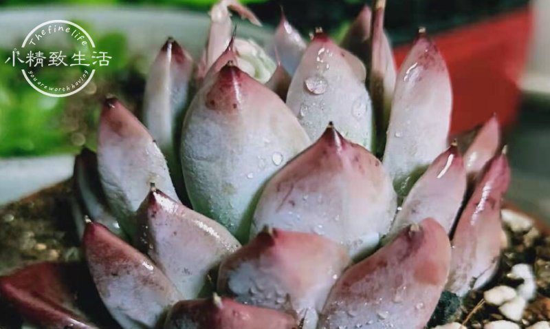 缺水|多肉植物什么时候浇水,看这3处精准判断,四季适用,全国通用