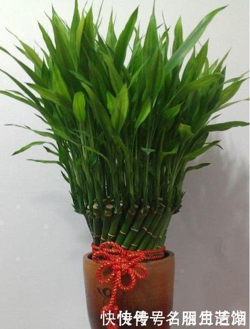  兆头|3种绿植，开花便是“好兆头”，家里放一盆，日子顺风又顺水