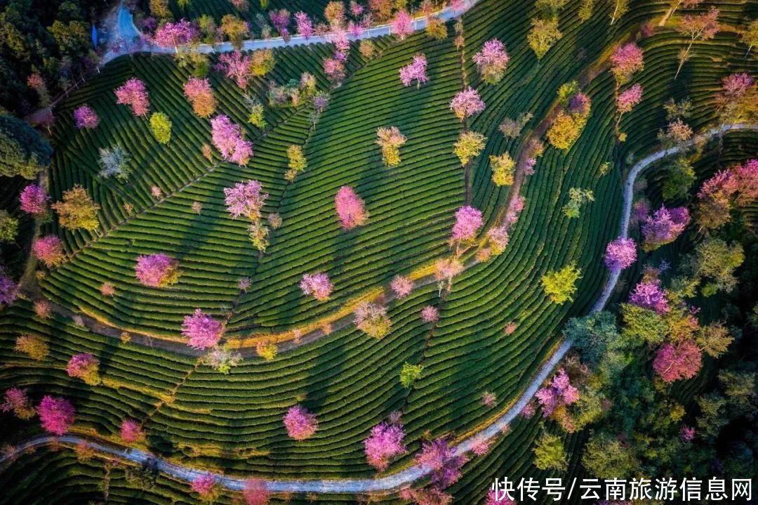 樱花|无量山2000亩的樱花开了，等你来