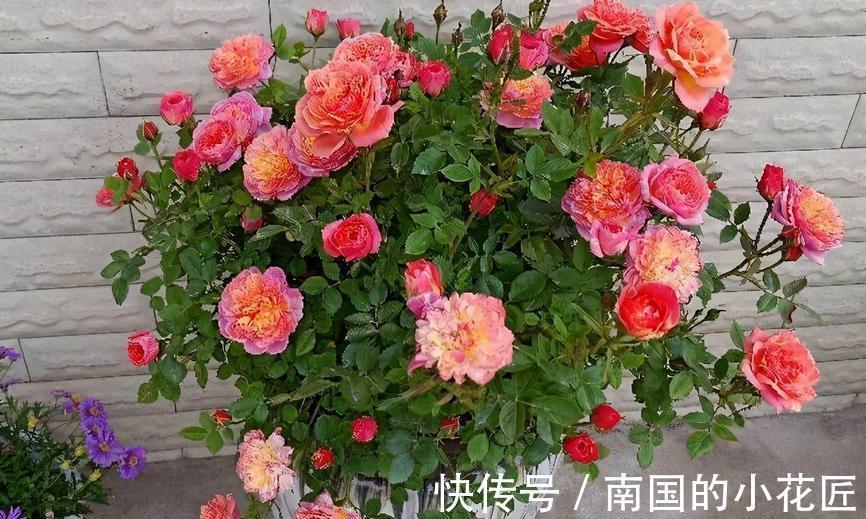 花卉|适合秋季扦插的4种花,掌握住方法,成活率比其他季节高得多