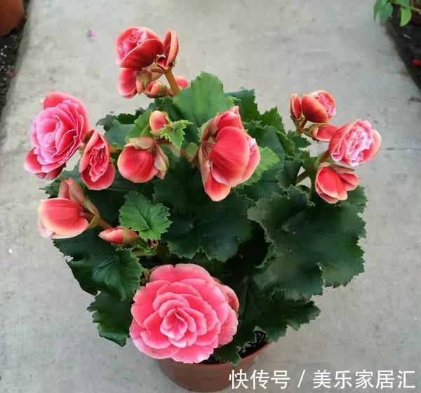 一盆有争议的花，大神视为宝贝，新手却躲得远远的