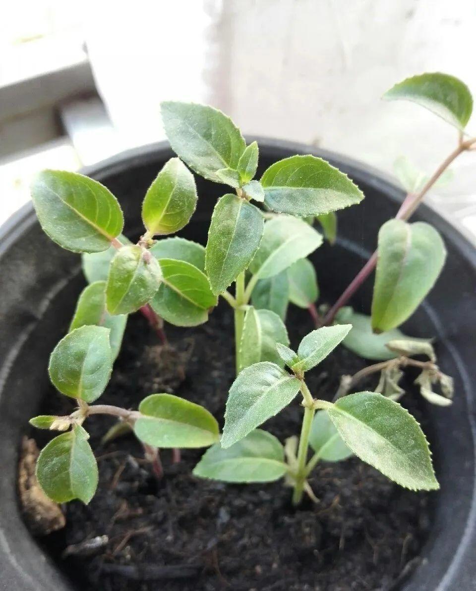 叶片|8种花夏天太容易死,现在赶紧扦插,死了也不心疼!