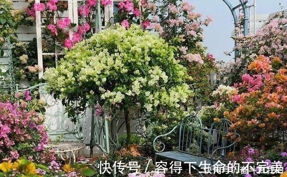 她在院里养了一种花,3年之后美如画,见到的人都说像仙境!