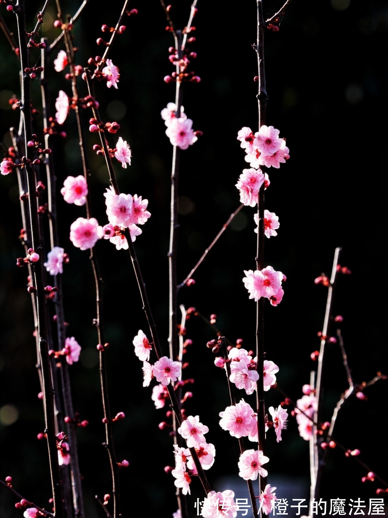 几回春!梅·七绝·十二首丨此夜愁来诗对酒,诗伤酒烈寄君家