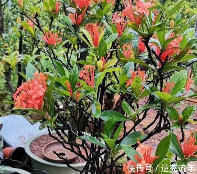 这4种花是“开花机器”,便宜又好养,适合阳台栽!