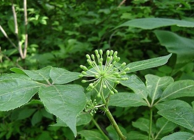 野草|这东西，价值不输人参，昔日千金不换，如今沦为杂草，可惜了