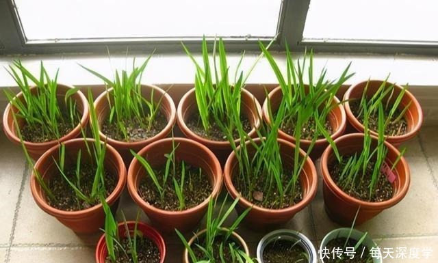 绣球花|6种“欠冻花”,冬天会假死,闷着头憋新芽,春天一到,砰砰爆花