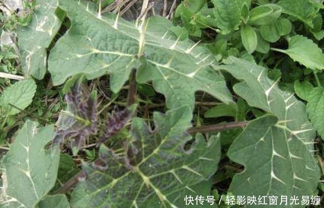 山坡下，1种植物叶片有刺，被称为“刺天茄”，结出黄果子，珍贵