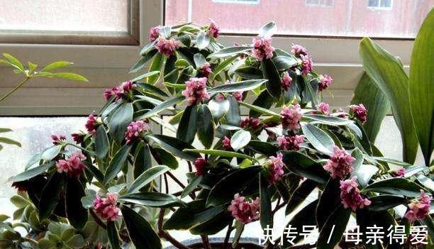 冬季如何让养护的金边瑞香枝叶翠绿,花香满室