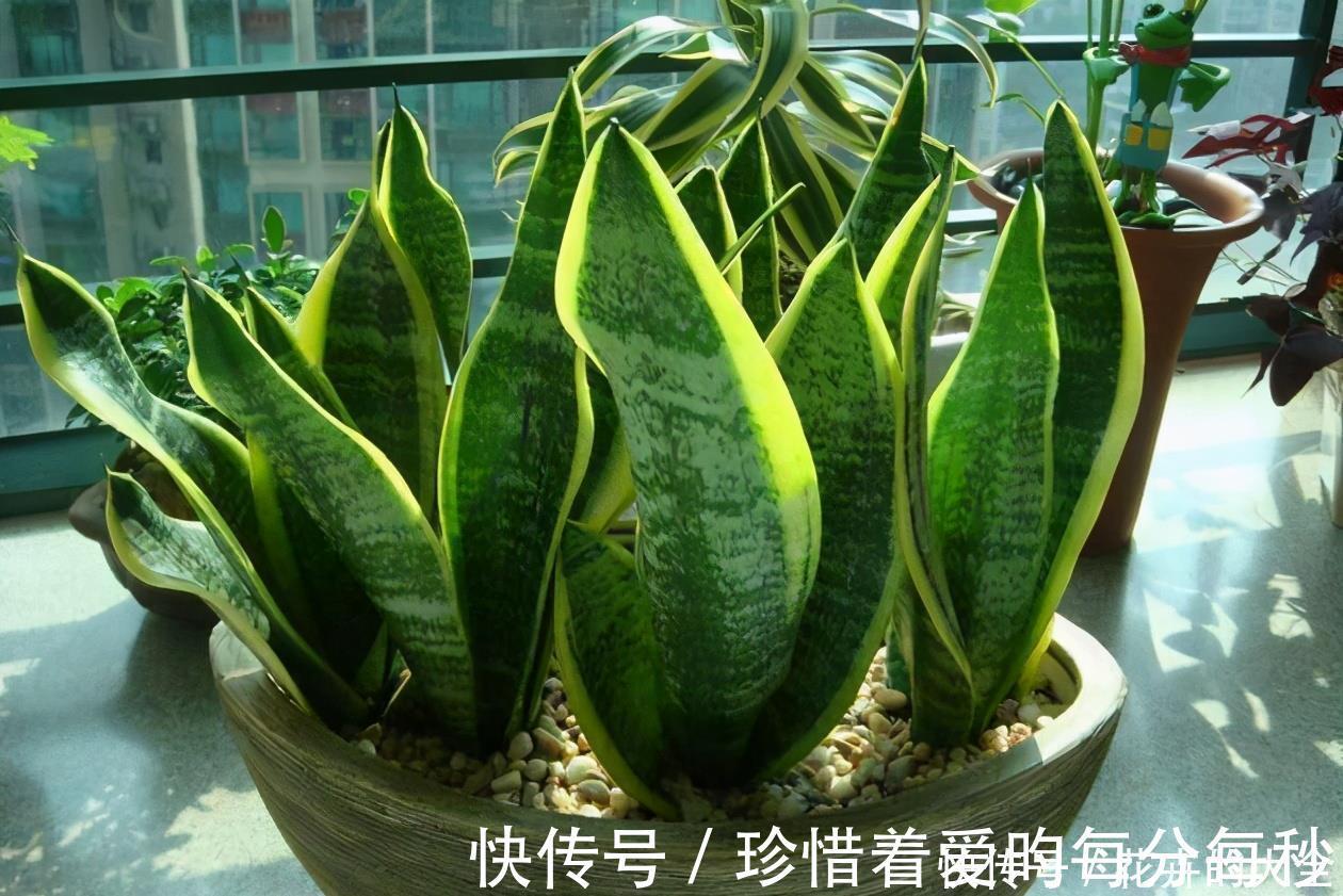 绿萝|这些“娇气花”,冻坏也别扔,剪一刀,救一命