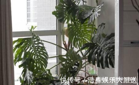 现如今，很多人爱养“3种植物”，难怪都钱多，过得好，你家有