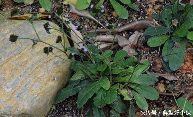 土人参|可惜了农民曾用它来喂猪,不知煲汤最靓,如今被称为“土人参”