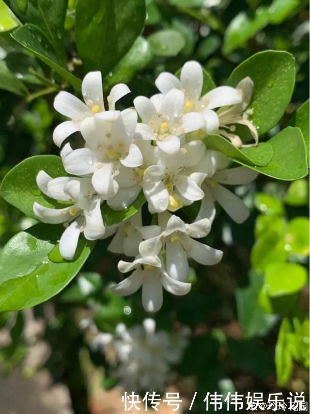 地方|夏天养花,这个地方千万别摆,否则3天死翘翘