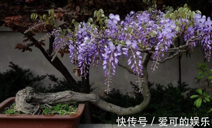 紫藤花|郊游看到3种种子，带回家种在花盆里，养成漂亮小盆景，美哉