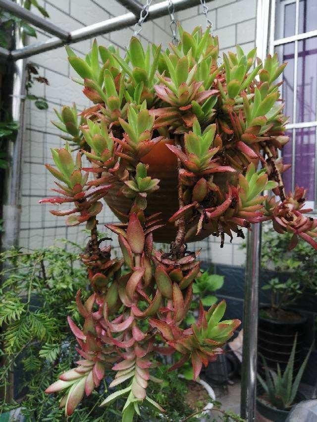 花花|3种花，千万别养成老桩，越老越不爱开花