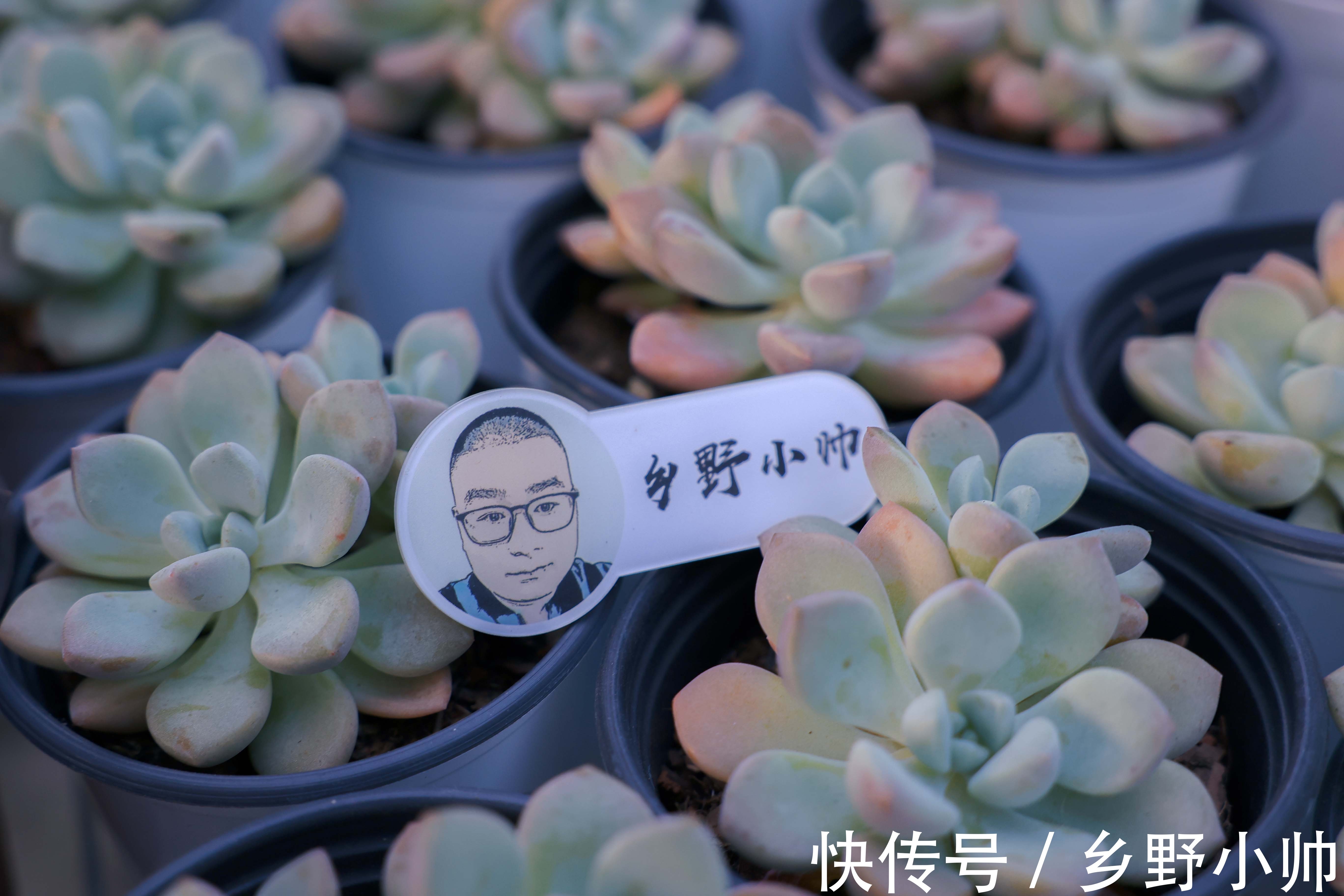 生长期|养出来的多肉， 个个肥嘟嘟的，都是小包子