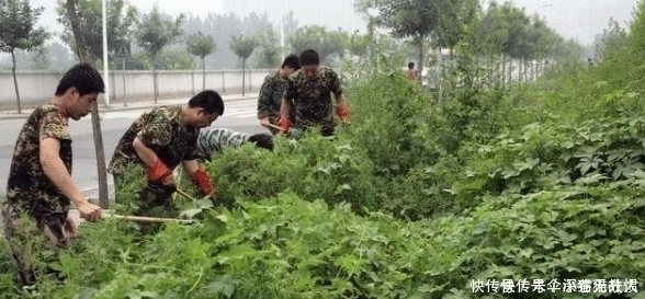 药用价值|农村一种野草俗称“拉拉秧”，人见人烦，殊不知它的药用价值很高