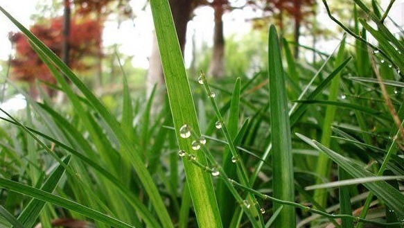 泡水|天然“护血管药”找到了，用它泡水喝，降压抗癌，抗衰老，防感冒