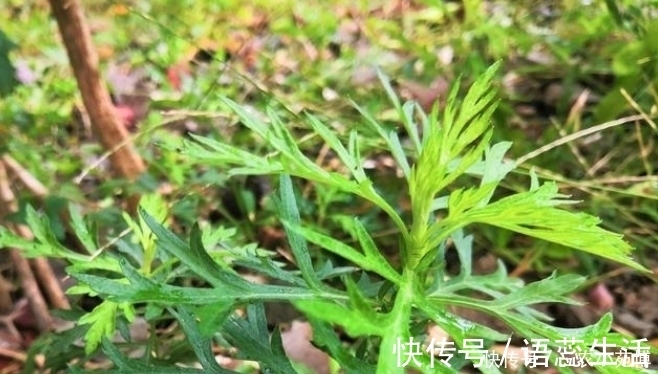药用价值|乡下一种植物，药用价值极高，是一种珍贵药材，遇见请珍惜