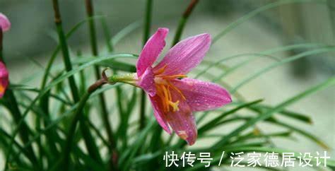 养花试试这几款，花开漂亮，养在家中，那可是超级美艳