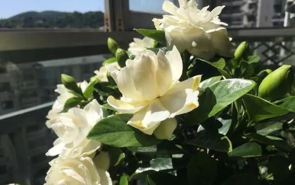 橘子皮|2斤西瓜皮丢桶里,加点水,不黄叶不烂根,花一开100朵