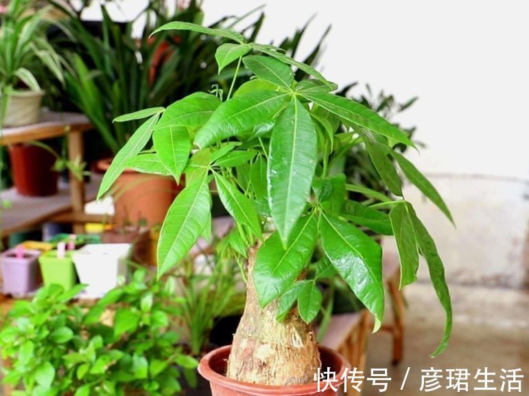 养花|这3种花要“懒养”,越是粗放养护,植株长势越旺盛