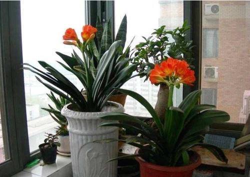 君子兰生长缓慢,教你做一款不用花钱的肥料