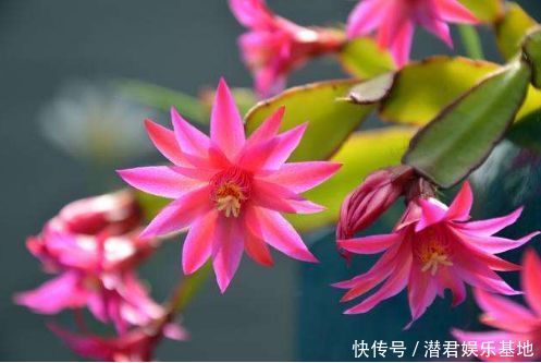 时尚|这些花是爆盆“能手”,时尚典雅,清新自然,深受花友的喜欢