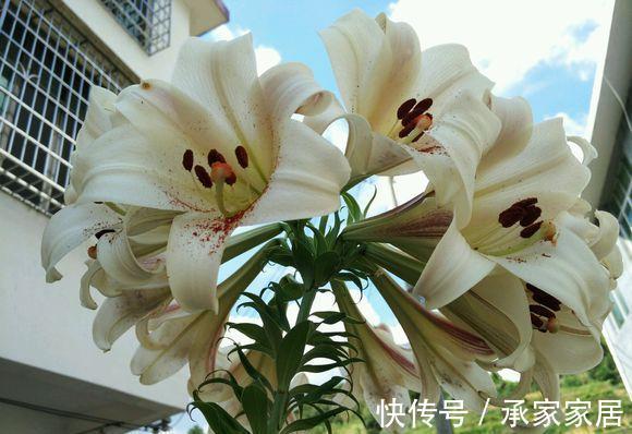 种球|一颗百合花,身高2米8,长成百合树,长在深山里,花朵比头大