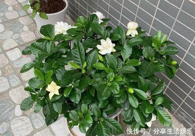 养茉莉花、栀子花，做到“4个多”，2年长成“小树”，开花更多！