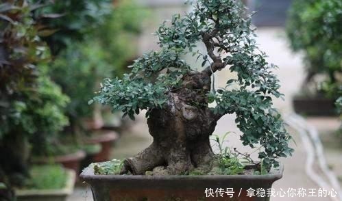 弹子|2种名贵的盆景树,观赏性高价值不菲,能养的家庭不一般!