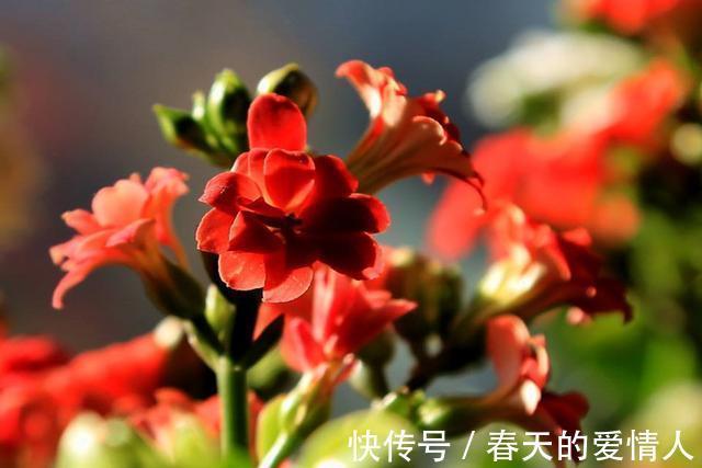 长寿花人人爱养,养护过程中,最容易生虫,该怎么“摆脱”