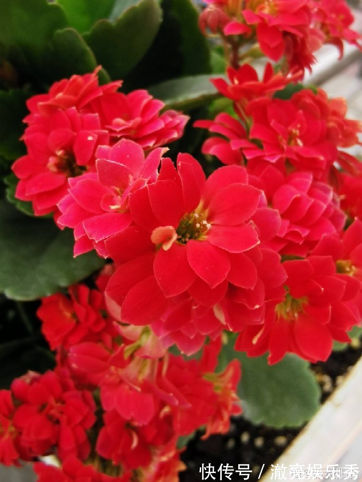 新芽|3种花马上要“醒了”,抓住时机养护,秋天呼呼冒新芽