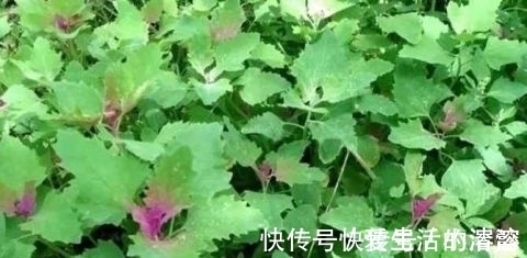 清热解毒|农村田间喂猪的野菜 能清热解毒 防贫血除口臭