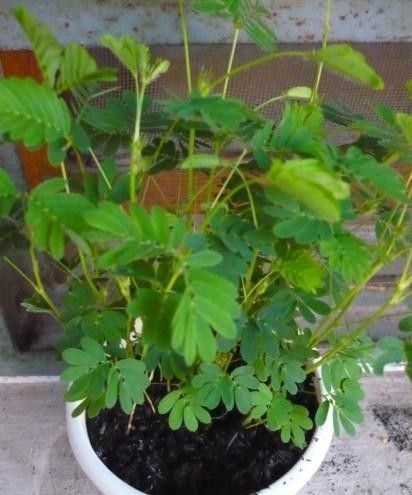 这3种花再好看也别养,常闻对身体不好,尤其是小孩不要碰