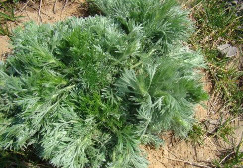 冬病夏治|女人养肝就是抗衰老,农村3种野菜,保肝护肝,排毒养颜,抗衰老