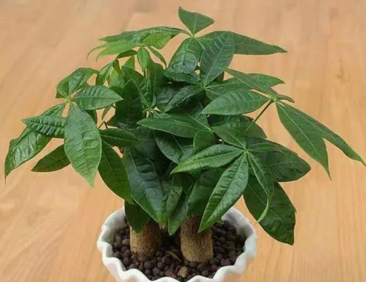 花卉|家中“5个”位置不能养花,要么黄叶又烂根,快搬走,才能长得旺