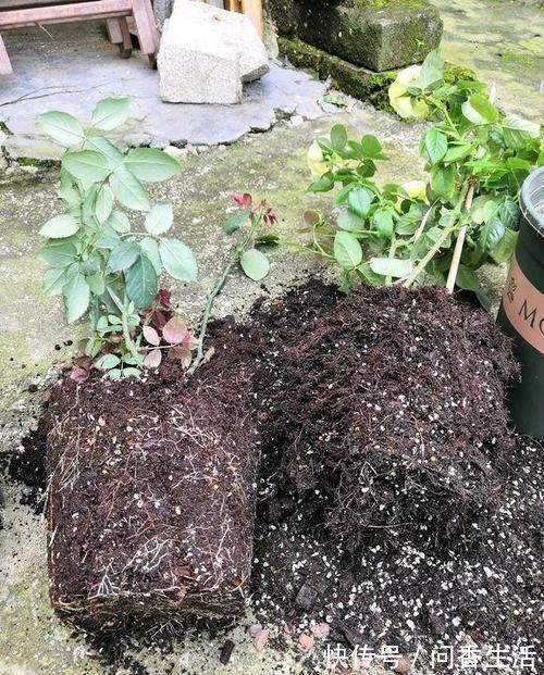再萎蔫难养的花,盆里浇1勺水,根系健硕,花开更加旺盛
