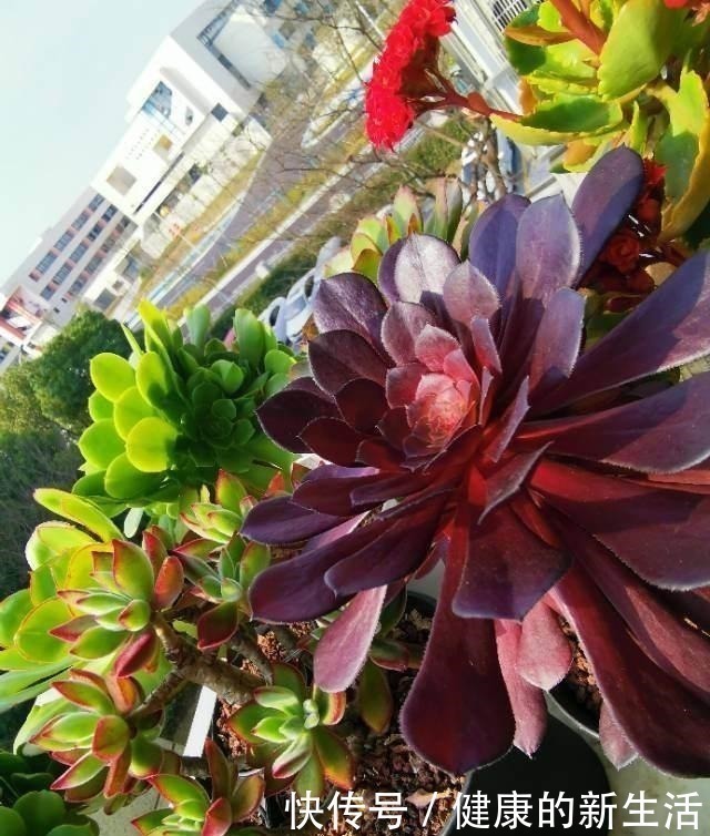 墩子|春天养多肉，半个月就变成“胖墩子”，叶子又肥又圆！