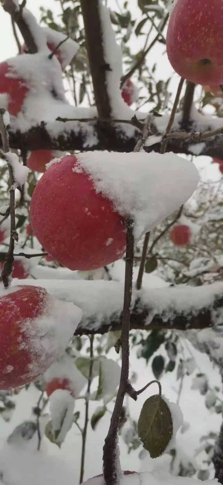 落在诗里的雪@诗歌《落在诗里的雪》